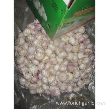 Normal White Garlic Fresh Garlic